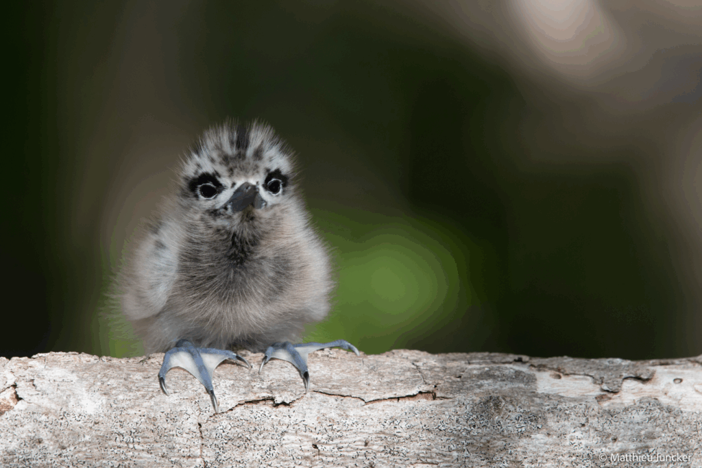 FACF – Secret Atoll – Blog – 3